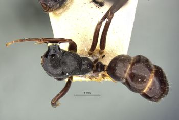Media type: image;   Entomology 22793 Aspect: habitus dorsal view
